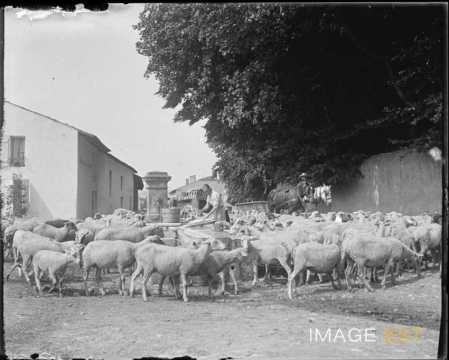 Moutons à l'abreuvoir (Art-sur-Meurthe)